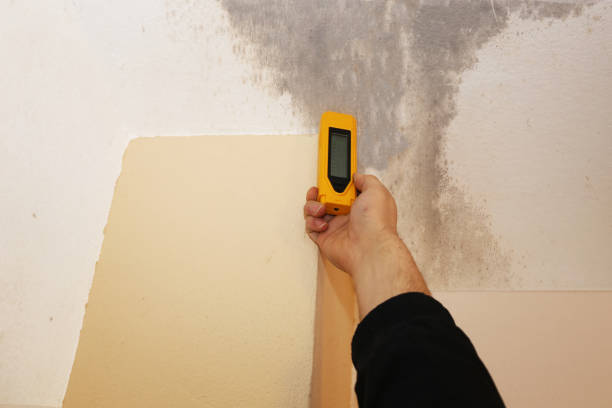 Best Commercial Mold Inspection  in Denmark, SC