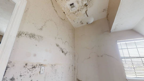 Best Mold Odor Removal Services  in Denmark, SC