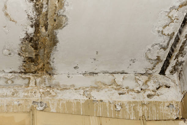 Best Real Estate Mold Inspection  in Denmark, SC