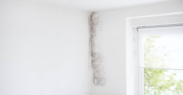 Best Mold Odor Removal Services  in Denmark, SC