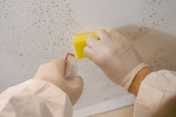Best Residential Mold Inspection & Testing  in Denmark, SC