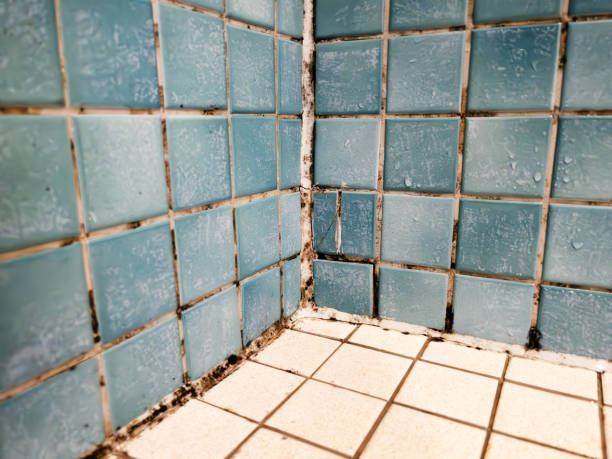 Best Mold Remediation for Healthcare Facilities  in Denmark, SC